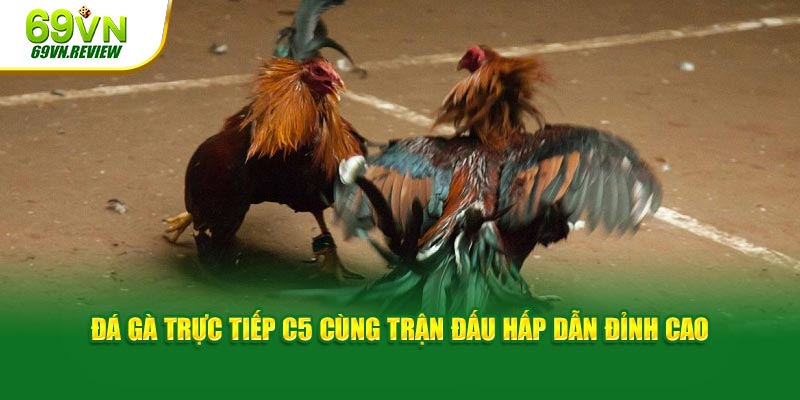 Đá gà trực tiếp C5 cùng trận đấu hấp dẫn đỉnh cao