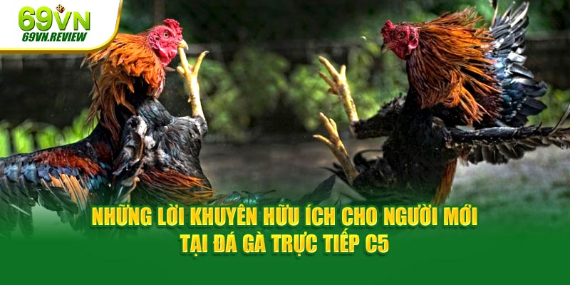 Những lời khuyên hữu ích cho người mới tại đá gà trực tiếp C5